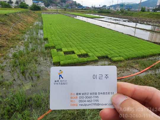     삼광 벼 육묘중만생종