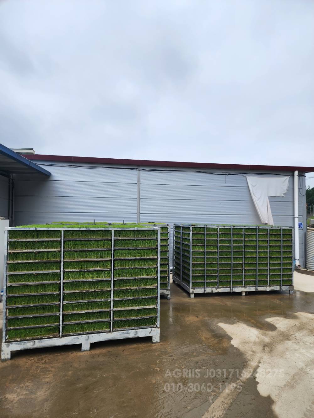     삼광 벼 육묘중만생종 사진2