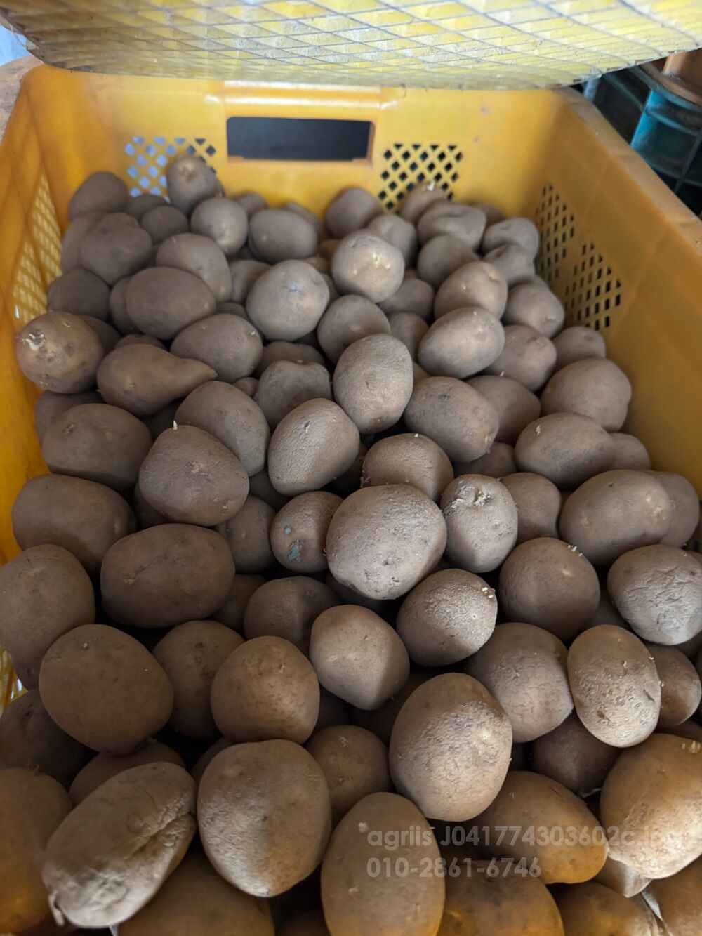  싹난 두백 감자 계란싸이즈 20kg  두백 감자 계란싸이즈 20kg 30박스가능 