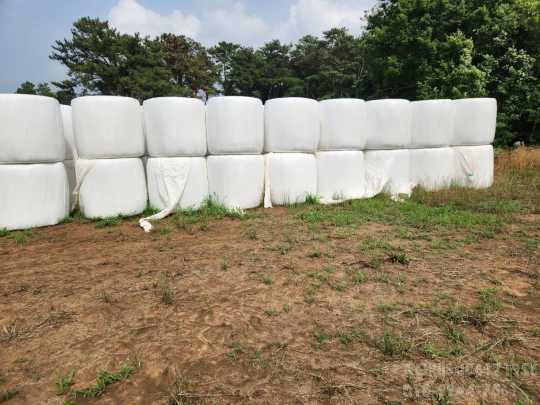     라이그라스 사진1