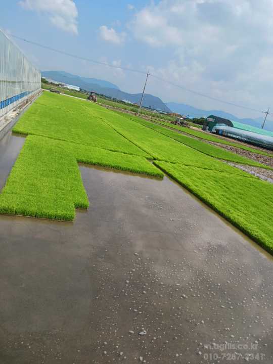     새일미 현품  조생종 사진1