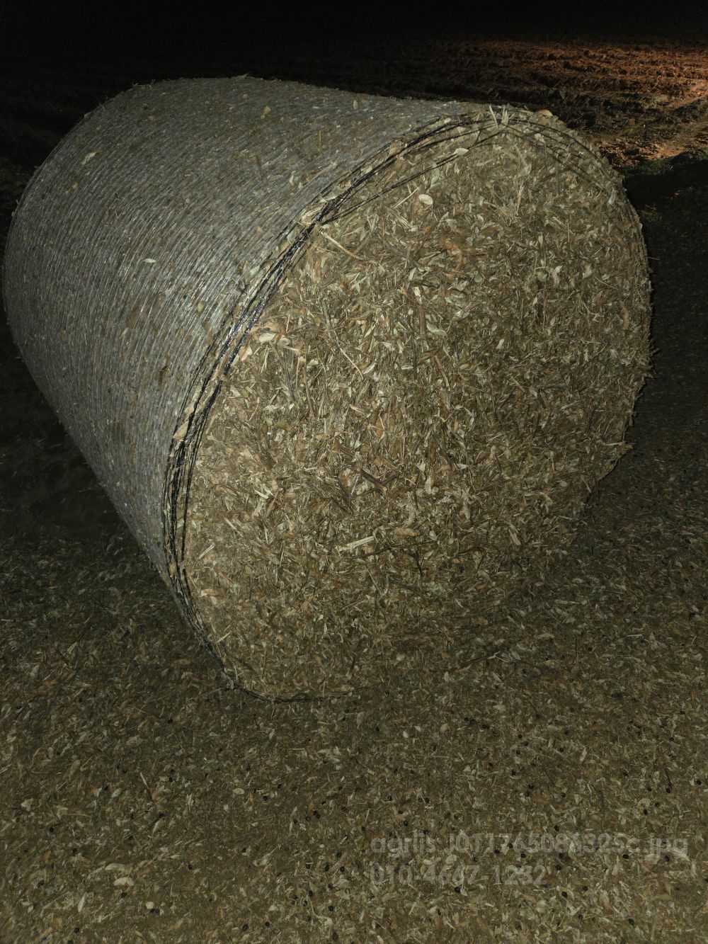  염소먹이 콩대 염소먹이콩대