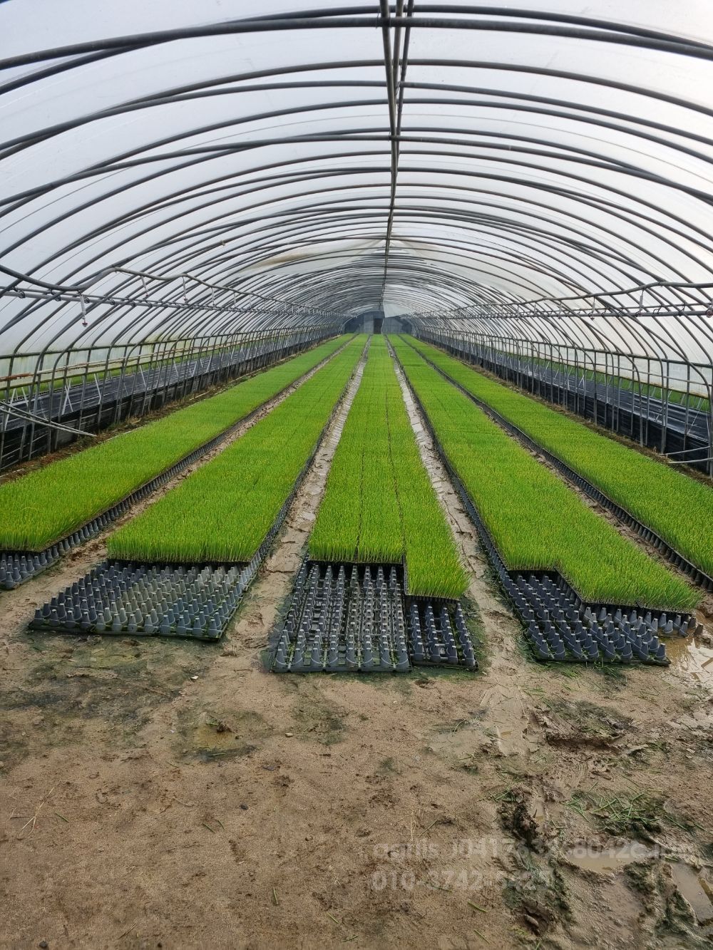 구보다 트랙터 양파 (42마력)