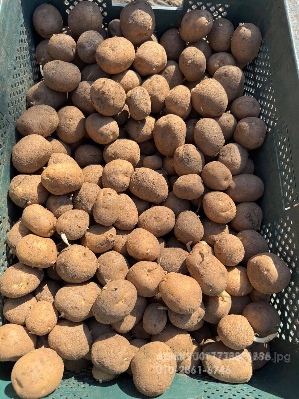  싹난 두백감자 소싸이즈 팝니다 20kg 25년산 싹난 두백감자 소싸이즈