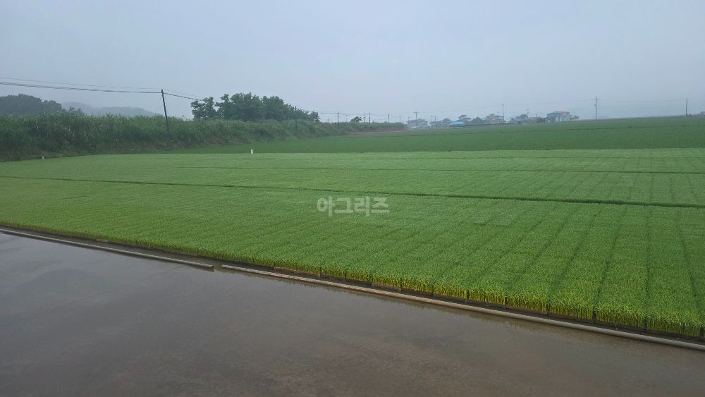 신동진 육묘 신동진 육묘 신동진 육묘