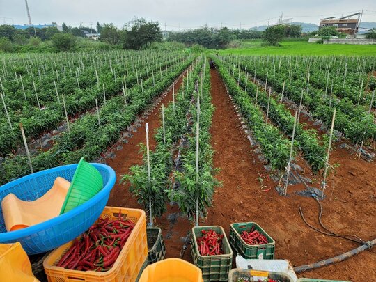  고추 지지대 파이프 고추 지지대 파이프  앞좌측면