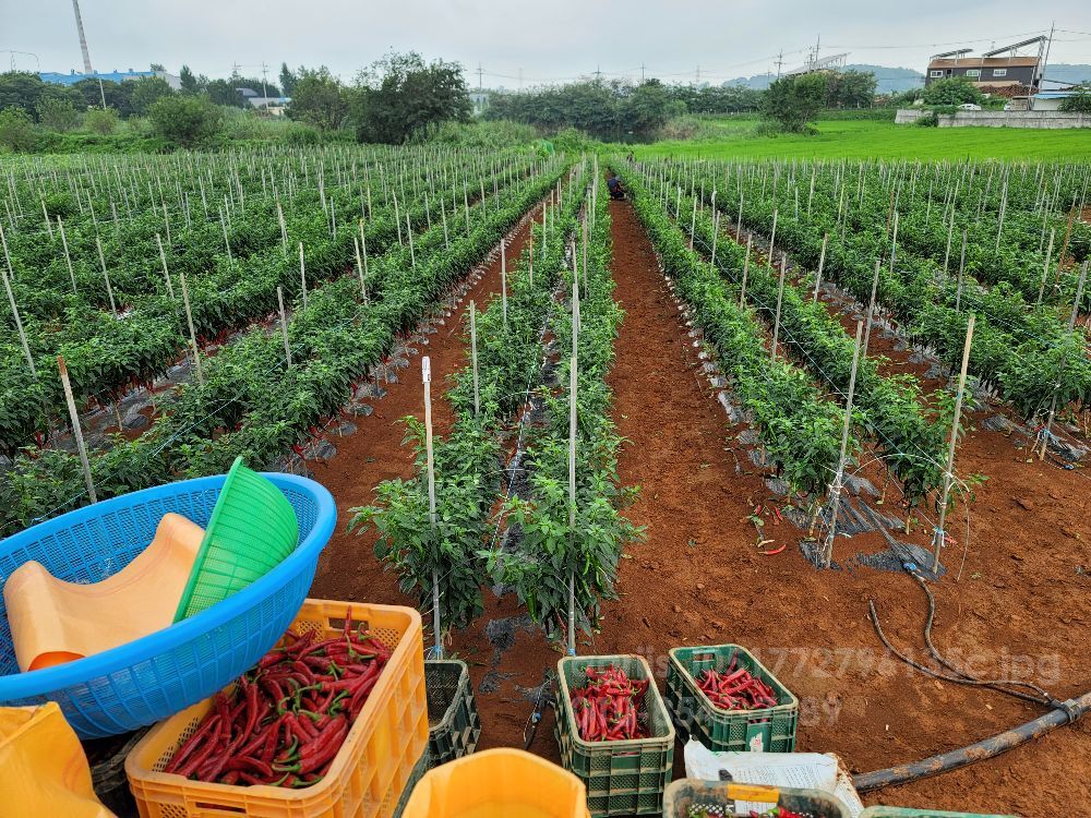 고추 지지대 파이프 고추 지지대 파이프 고추 지지대 파이프