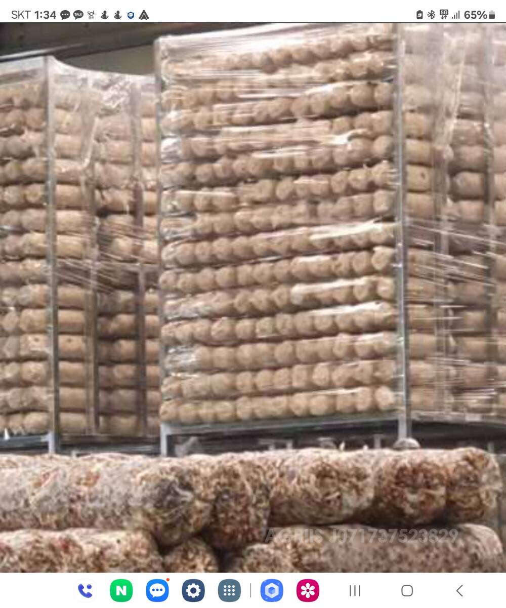 버섯배양배지털 배양대 표고버섯외 각종버섯 배지대 미사용팔아요 표고버섯외 각종버섯 배지대 미사용팔아요