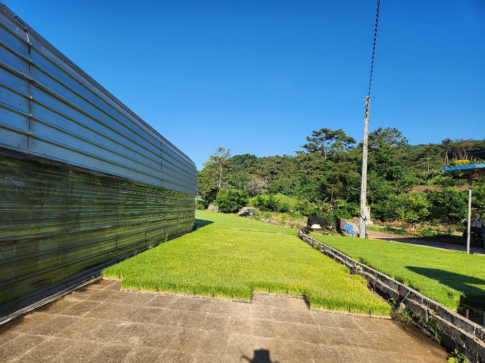 일품육묘 일품벼 육묘